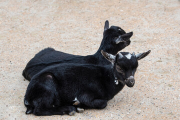 Two young black baby goats in farmyard. Goats sitting on the ground.