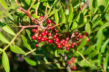 Berries on the bush