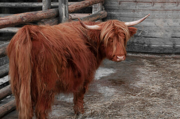 shaggy red cow. cattle on the fence. horned bull. cattle breeding concept