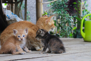 Close-up view of a yellow kitten with her family is looking at to the camera in the backyard
