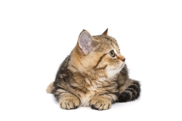 Portrait of a small Scottish kitten