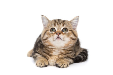 Fototapeta na wymiar Portrait of a small Scottish kitten