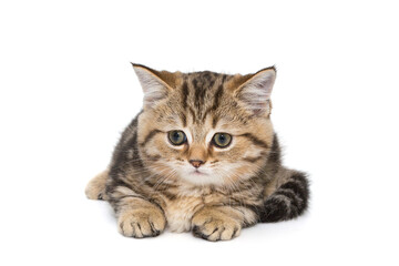 Portrait of a small Scottish kitten