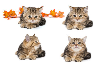 Small scottishfold kitten