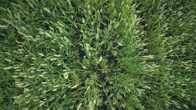 Green wheat field closeup aerial top down view. Spring fresh meadow wallpaper. Nature background. Beautiful landscape. Farm agriculture concept. Environment, nature, earth. Drone shot zoom in