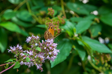 The Gatekeeper butterfly on flower, also known as the Hedge Brown, is a golden and orange color butterfly. Pyronia Tithonus.