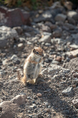 Naklejka na ściany i meble Barbary ground squirrel (Atlantoxerus getulus) in Fuerteventura, Canary Islands, Spain. 