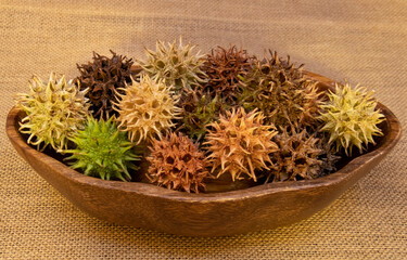 Sweet gum tree seed pods in wooden bowl