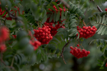 Close-up view of red ripe fruits of Sorbus aucuparia (rowan or mountain-ash) tree hanging on branches among green leaves. Selective focus. Beauty in nature. Ornamental plant theme.