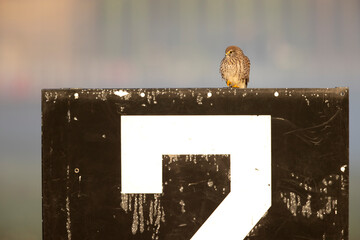 A common kestrel (Falco tinnunculus) perched.