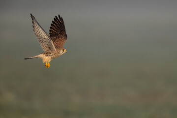 A common kestrel in flight Germany Berlin.