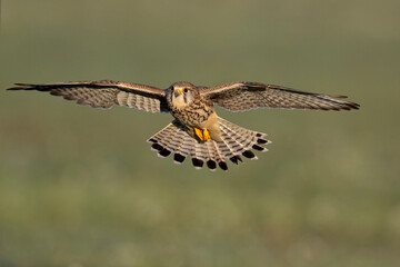 A common kestrel in flight Germany Berlin.