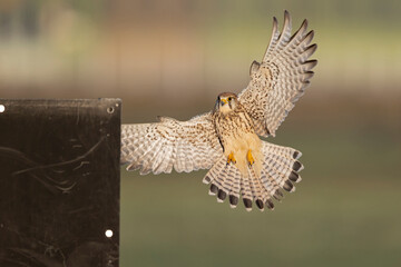 A common kestrel (Falco tinnunculus) landing.