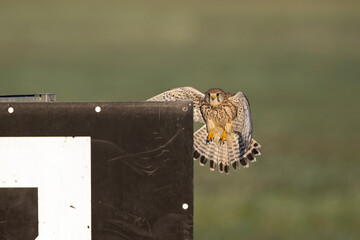 A common kestrel (Falco tinnunculus) landing.
