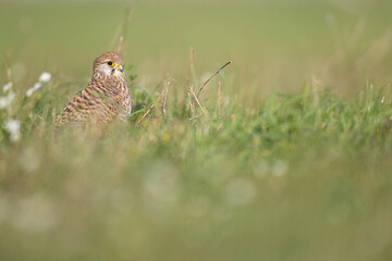 A common kestrel viewed from a low angle resting in the grass in Germany.