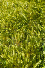 agricultural activity for growing wheat