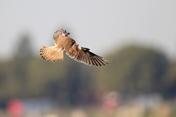 A common kestrel (Falco tinnunculus) landing.
