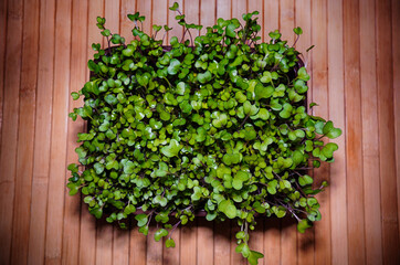 Radish microgreen
