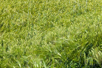 wheat field with green immature wheat plants