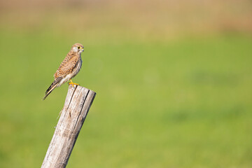 A common kestrel (Falco tinnunculus) perched on a wooden pole.