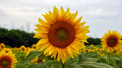 Fototapeta premium Feld of sunflowers