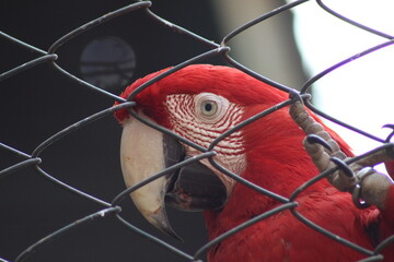red macaw on a cage © DDanins