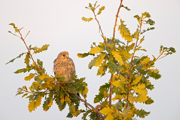A common kestrel (Falco tinnunculus) perched on a branch of a tree.