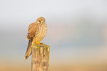 A common kestrel (Falco tinnunculus) perched on a wooden pole.