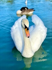 swan in the lake