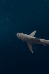 Sharky Waters