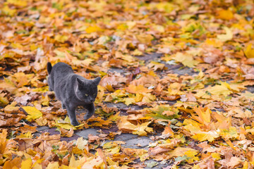 a dark gray cat walks through the yellow autumn foliage in the park.