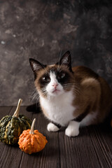 Fototapeta na wymiar cat snowshoe and pumpkins on the table 