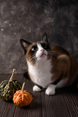 cat snowshoe and pumpkins on the table 