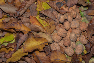 Walnuts lying on colorful autumn leaves in the grass.