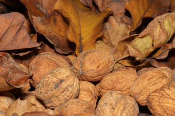 Walnuts lying on colorful autumn leaves in the grass.