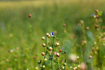 green flax ready for harvesting