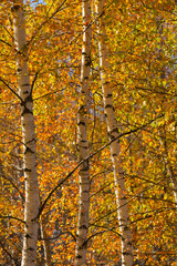 birch branches with yellow autumn leaves on a blue sky background