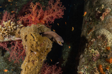 Moray eel Mooray lycodontis undulatus in the Red Sea, Eilat Israel
