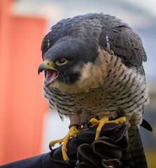 peregrine falcon portrait
