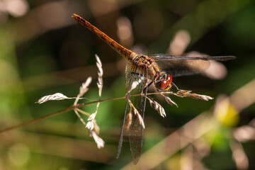 dragonfly on a grass