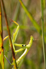 praying mantis on a leaf