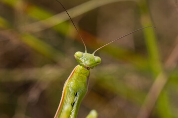 green praying mantis