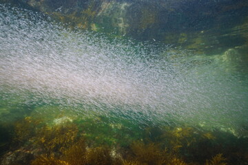 Krill swarm underwater in the ocean, Eastern Atlantic, Spain, Galicia