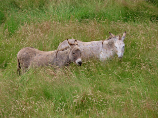 Naklejka na ściany i meble Donkeys in lush green pasture standing, grazing the tall grass up to their ears