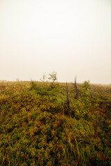 End of summer in the mountains. Bieszczady trails in the fog.