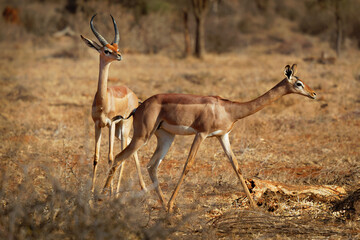 Gerenuk - Litocranius walleri also giraffe gazelle, long-necked antelope in Africa, long slender neck and limbs, standing on hind legs during feeding leaves - obrazy, fototapety, plakaty