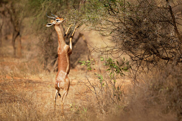 Gerenuk - Litocranius walleri also giraffe gazelle, long-necked antelope in Africa, long slender...