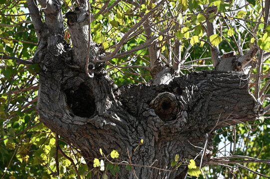 Vecchio tronco grinzoso di albero di Tiglio in autunno, con apertura per qualche animale notturno