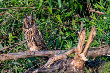 Un hibou moyen-duc sur une branche de saule dans le delta du Danube en Roumanie.