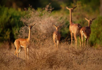 Foto auf Acrylglas Antilope Gerenuk - Litocranius walleri also giraffe gazelle, long-necked antelope in Africa, long slender neck and limbs, standing on hind legs during feeding leaves